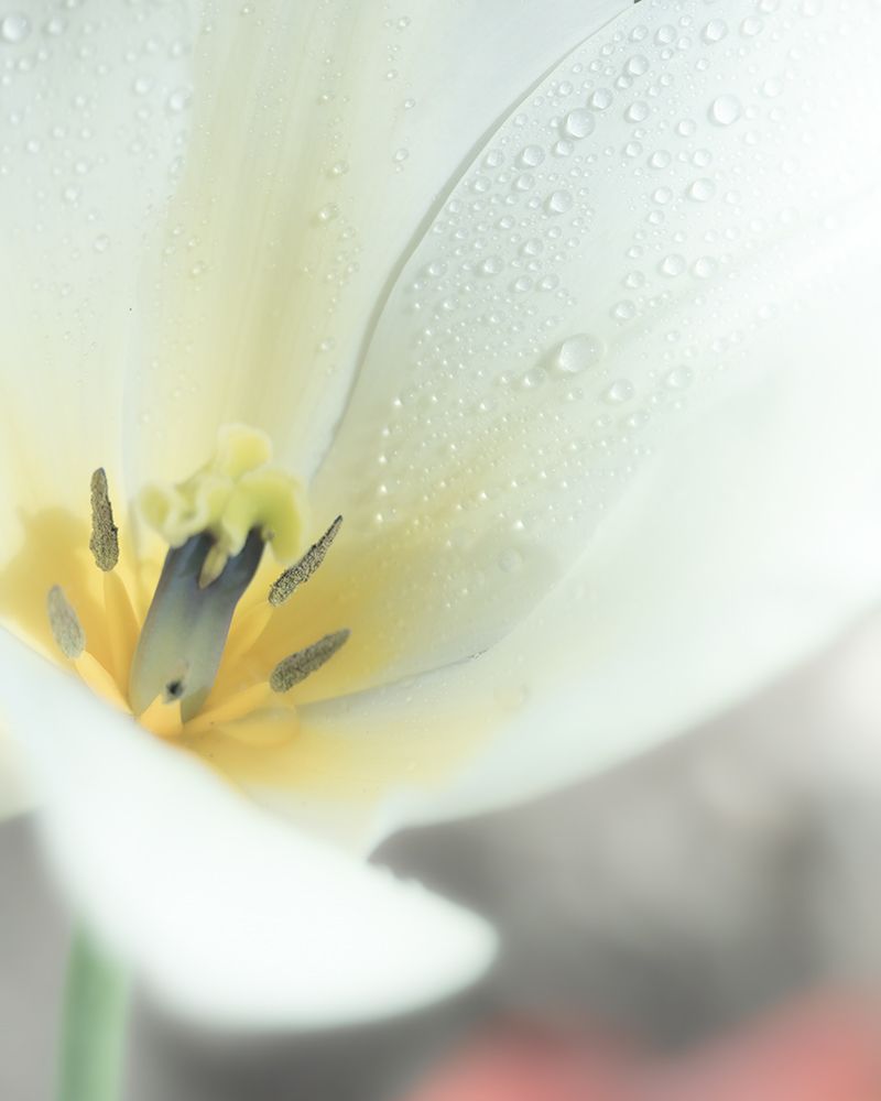 Petaline I art print by Ryan Weddle for $57.95 CAD