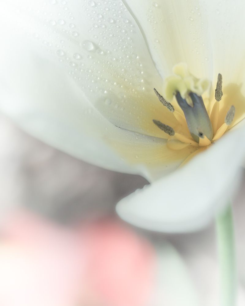 Petaline III art print by Ryan Weddle for $57.95 CAD
