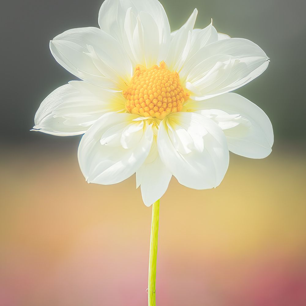 Spring Dream art print by Ryan Weddle for $57.95 CAD