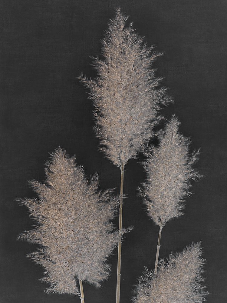 Midnight Pampas Grass I art print by Dan Singh for $57.95 CAD