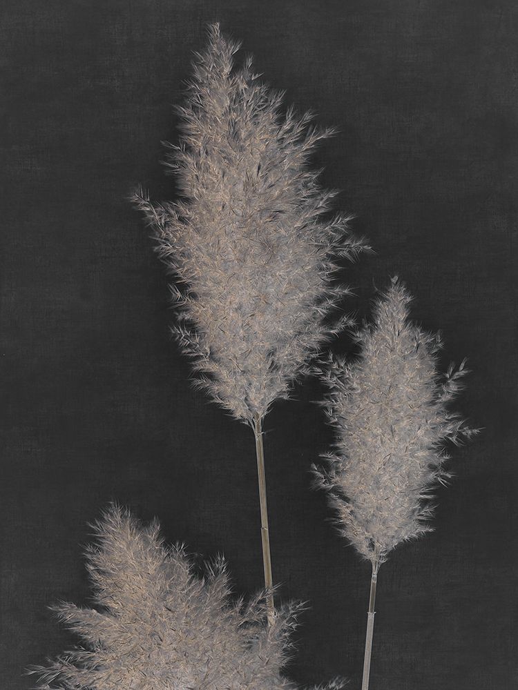 Midnight Pampas Grass II art print by Dan Singh for $57.95 CAD