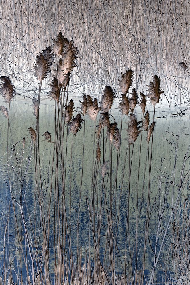 Into the Marsh II art print by Danny Singh for $57.95 CAD