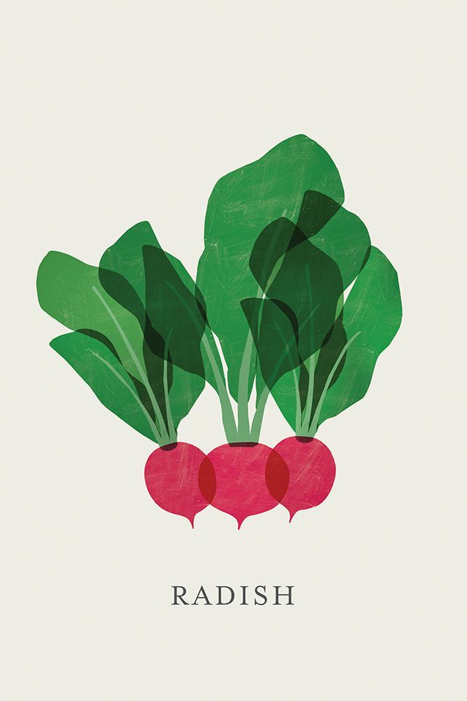 Three Vibrant Radishes art print by Aoibhne Hogan for $57.95 CAD