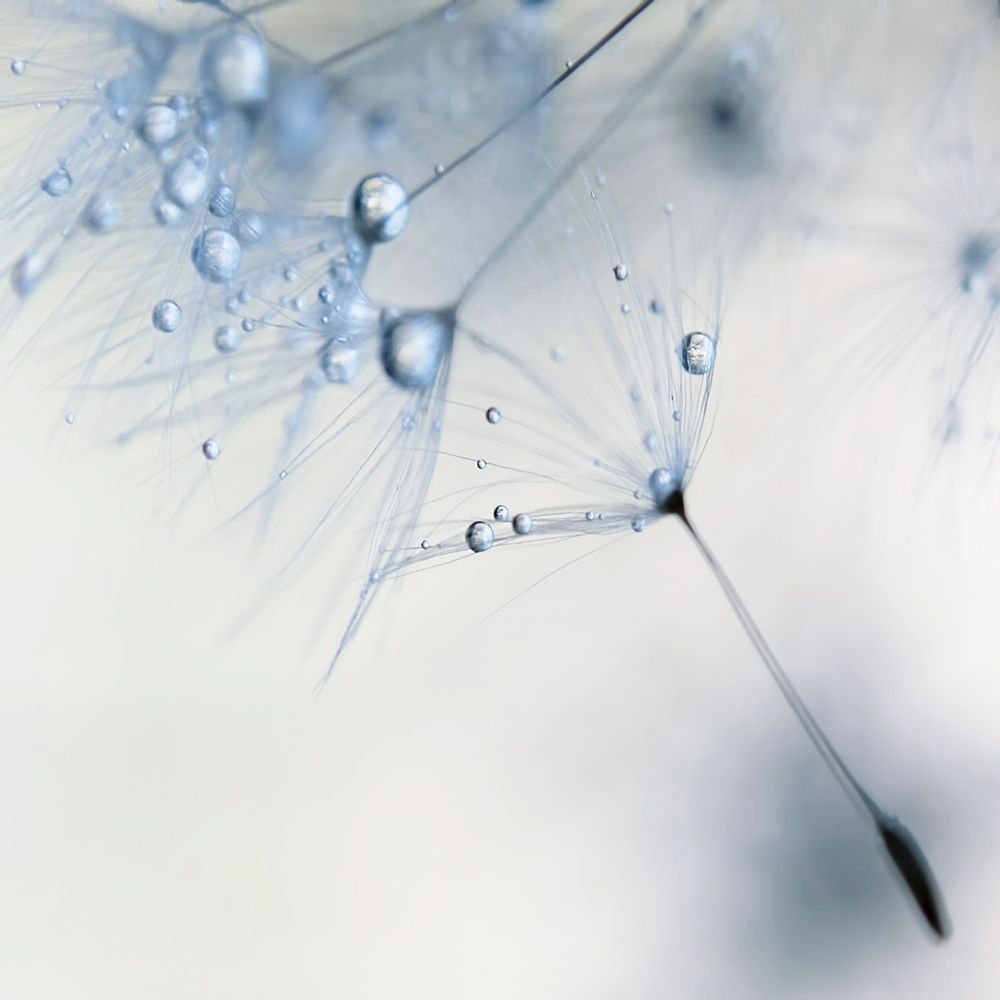 Baby Blue art print by Ingrid Beddoes for $57.95 CAD
