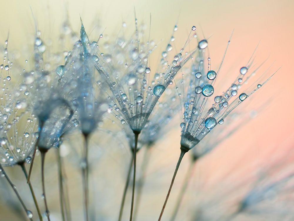 Summer Rain art print by Ingrid Beddoes for $57.95 CAD