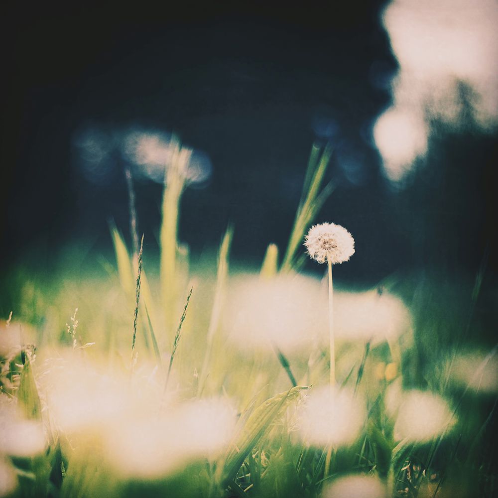 Just One art print by Ingrid Beddoes for $57.95 CAD