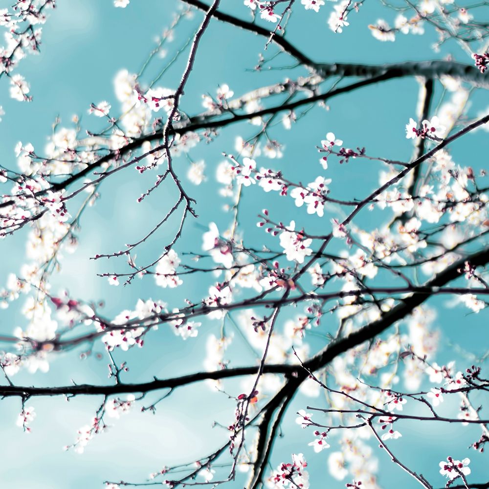 Spring blossoms blue art print by Ingrid Beddoes for $57.95 CAD
