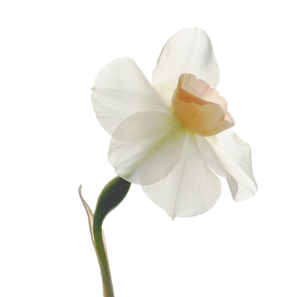 Rise art print by Judy Stalus for $57.95 CAD