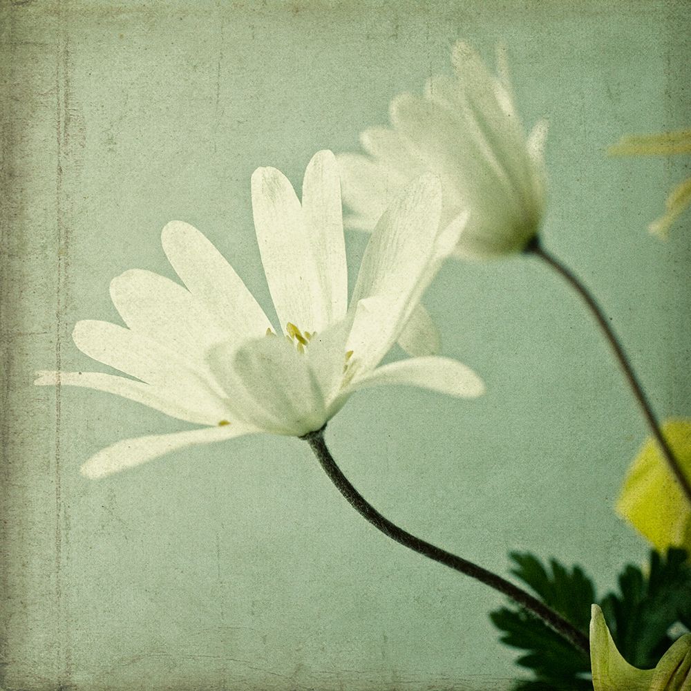 Daisy Duo art print by Judy Stalus for $57.95 CAD