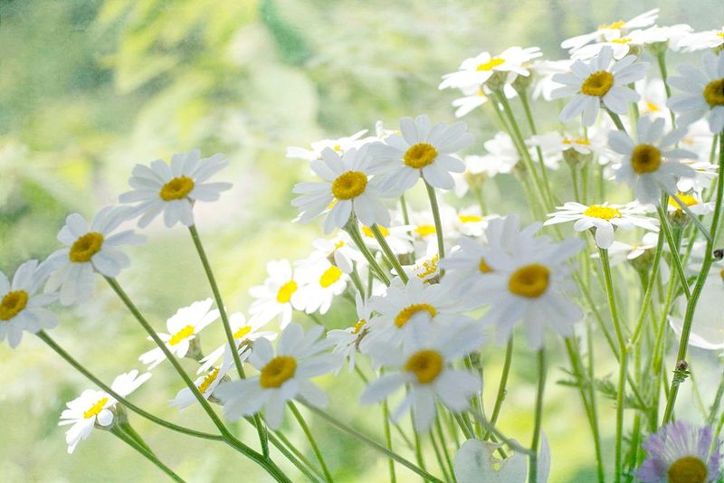 Fresh Daisies art print by Judy Stalus for $57.95 CAD