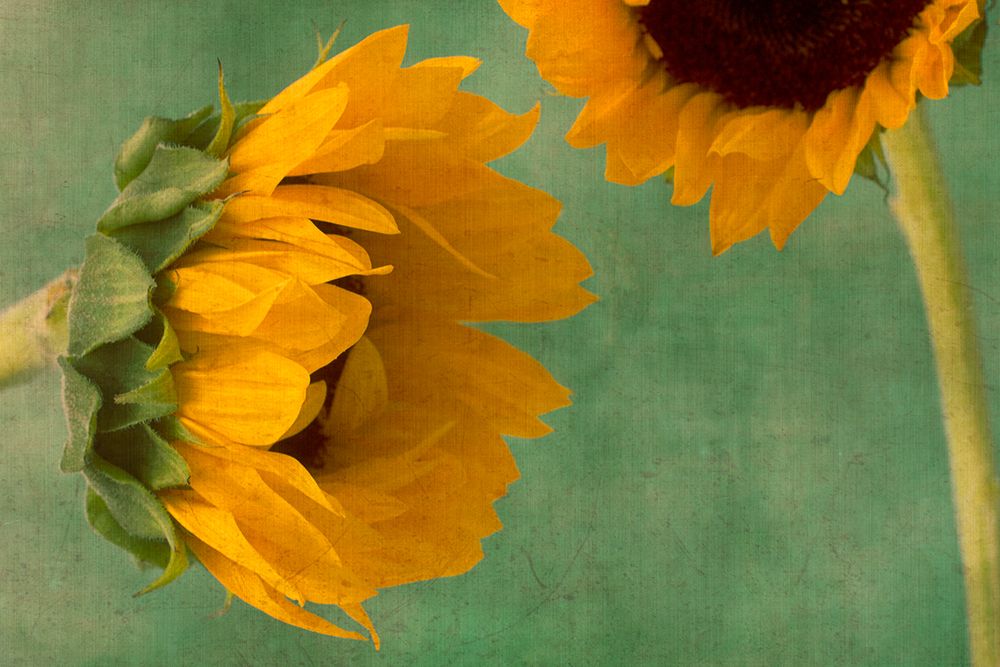Sunflowers I art print by Judy Stalus for $57.95 CAD