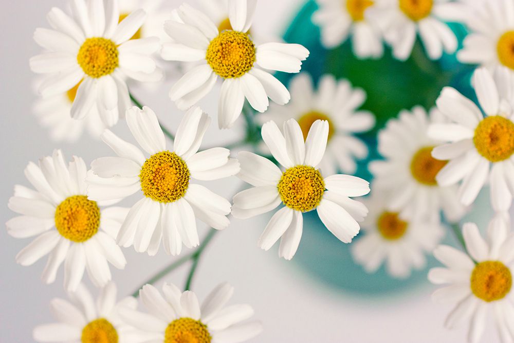 Comin up Daisies art print by Judy Stalus for $57.95 CAD