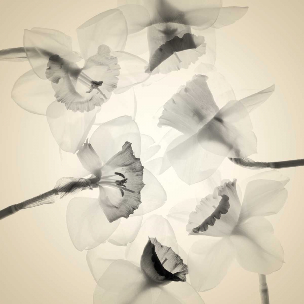 Bloom Collage art print by Judy Stalus for $57.95 CAD