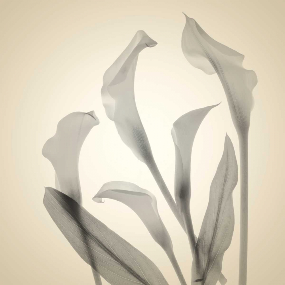 Daisy Duo art print by Judy Stalus for $57.95 CAD