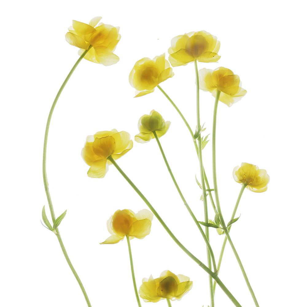 Buttercup art print by Judy Stalus for $57.95 CAD