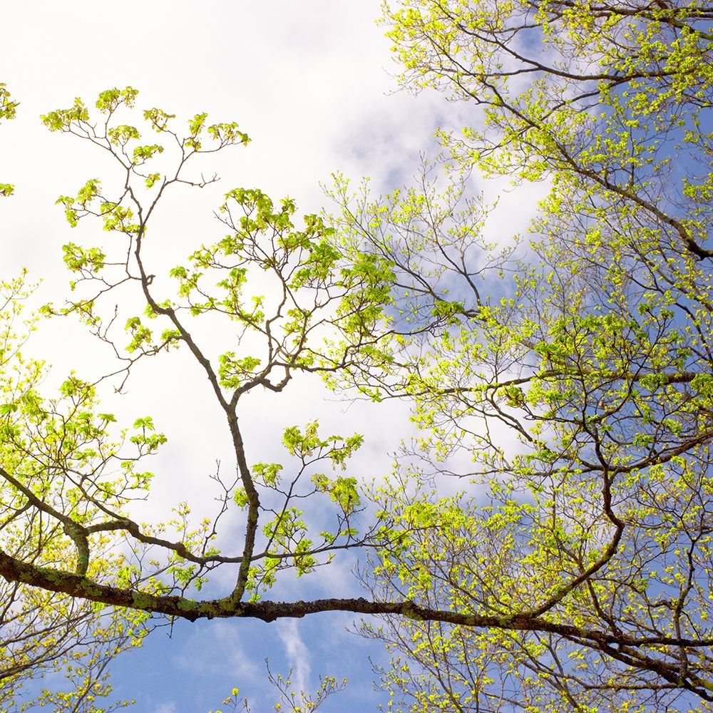Spring Sky I art print by Judy Stalus for $57.95 CAD