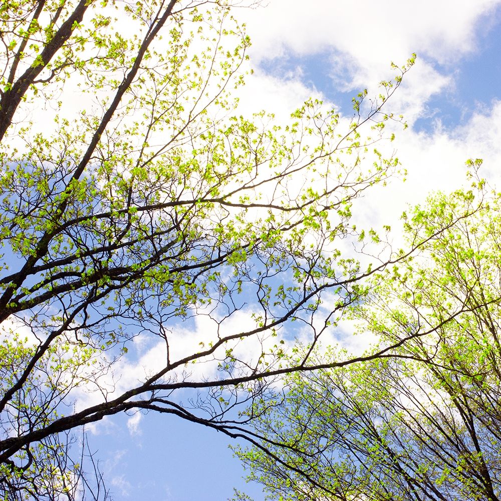 Spring Sky II art print by Judy Stalus for $57.95 CAD