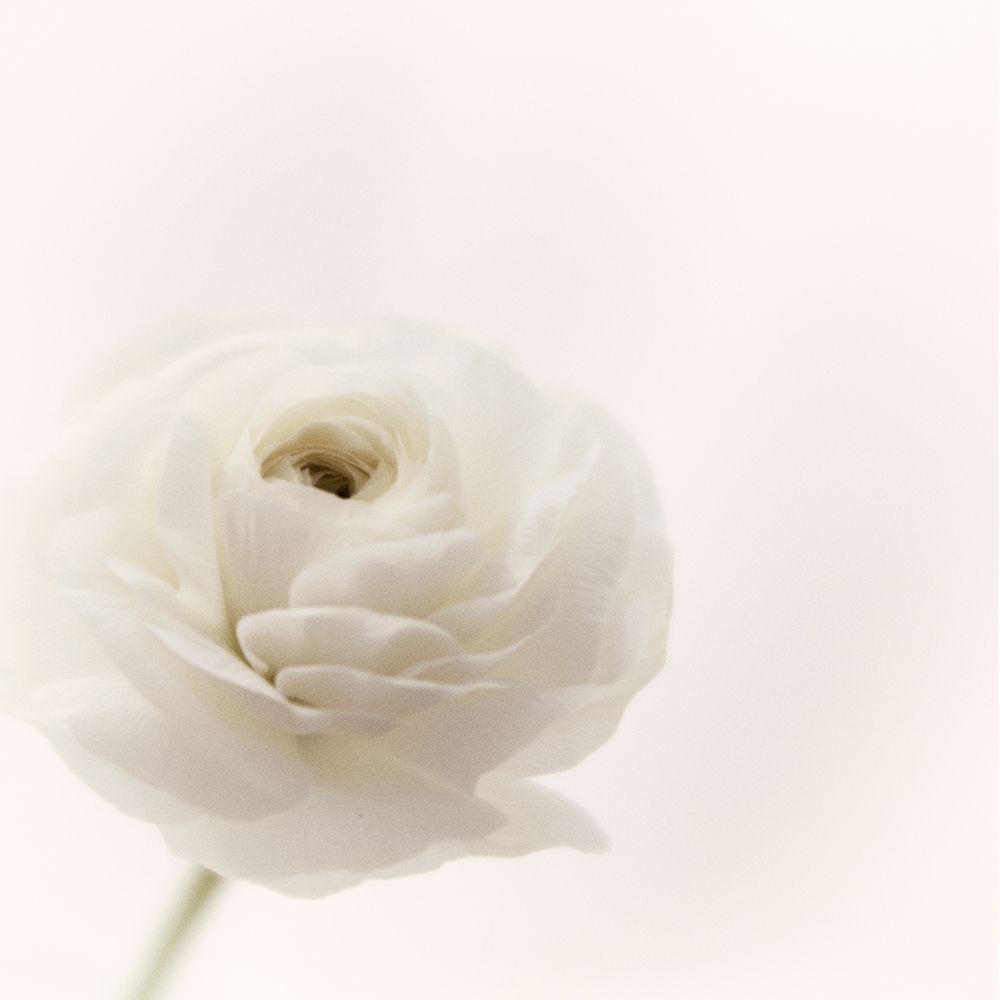 White Morning art print by Judy Stalus for $57.95 CAD
