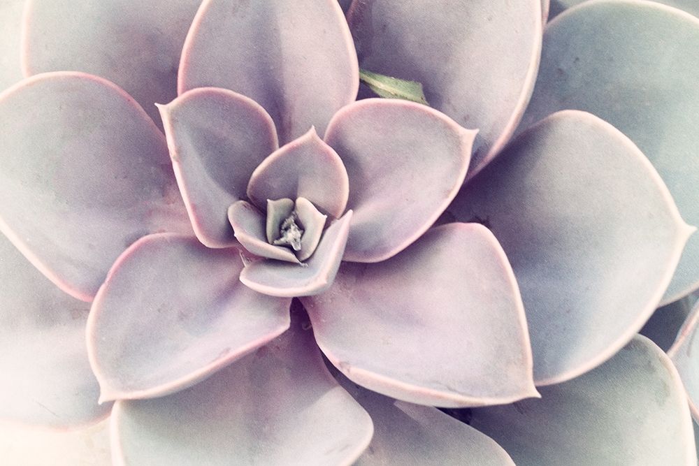 Purple Succulent art print by Judy Stalus for $57.95 CAD