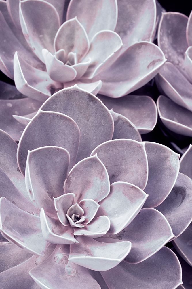 Violet Succulents art print by Judy Stalus for $57.95 CAD