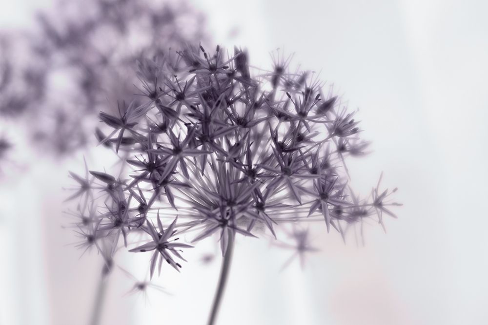 Violet Allium art print by Judy Stalus for $57.95 CAD