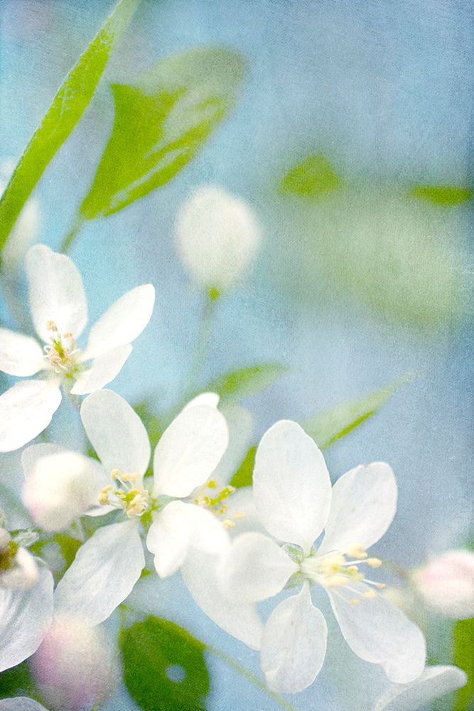 Springtime White Blossoms I art print by Judy Stalus for $57.95 CAD