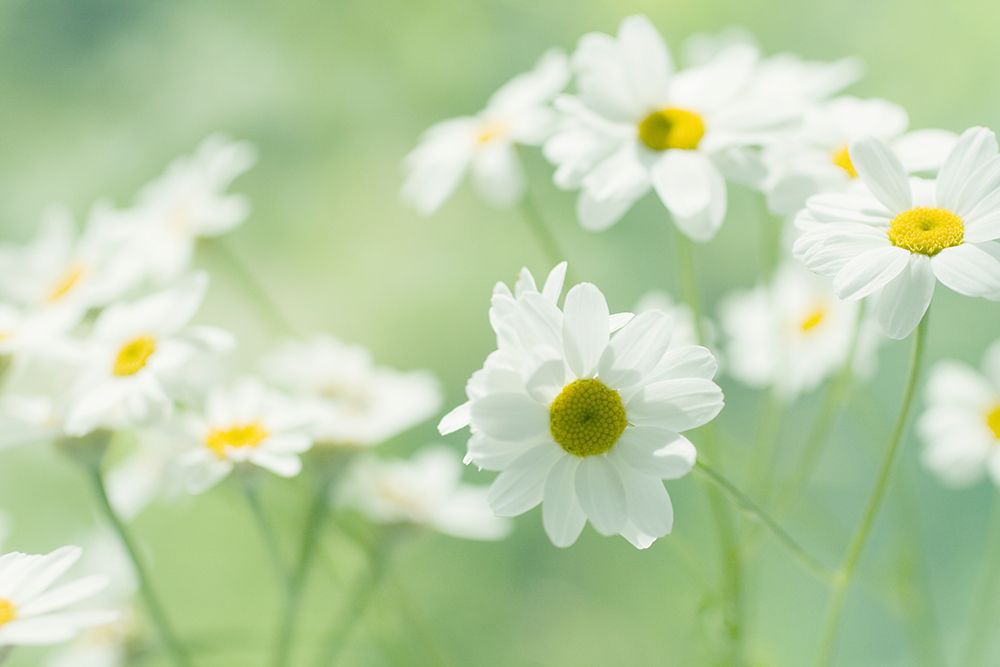 Daisy Garden art print by Judy Stalus for $57.95 CAD