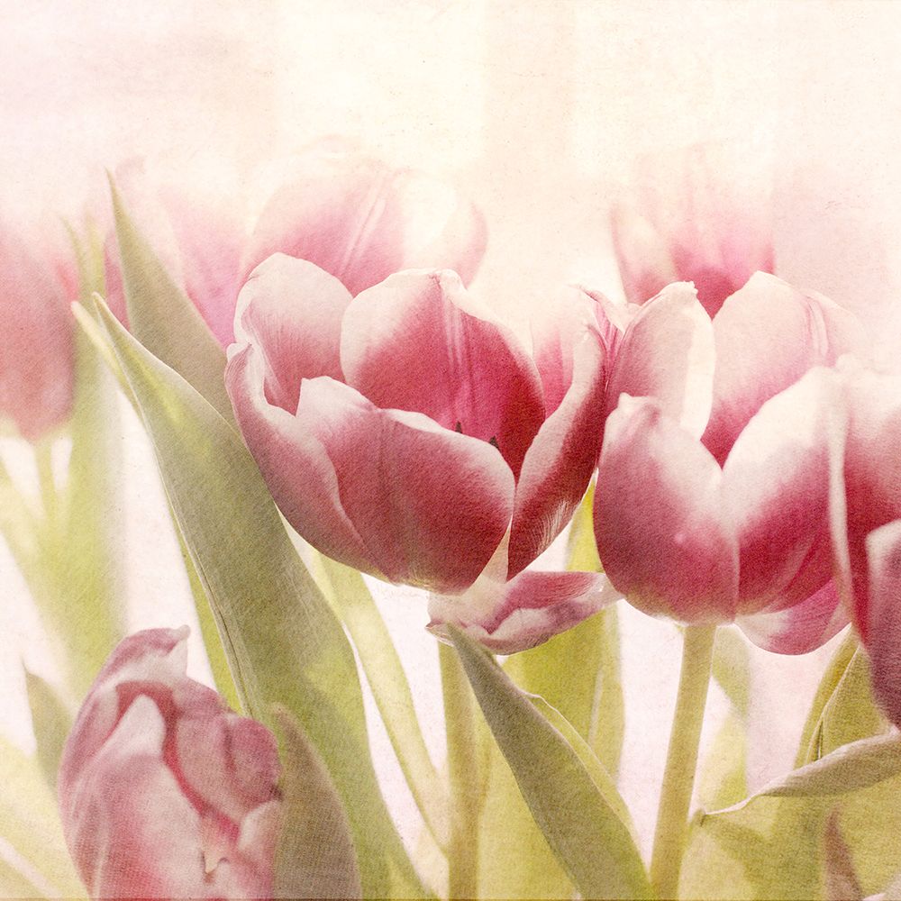 Lipstick Tulips art print by Judy Stalus for $57.95 CAD