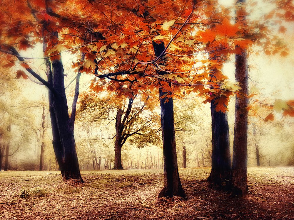 Woodland Wonder art print by Jessica Jenney for $57.95 CAD