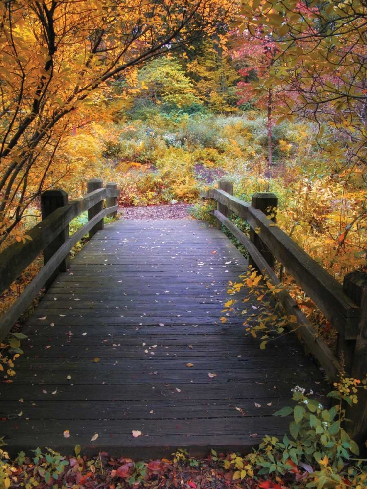Bridge Over Shallow Water art print by Jessica Jenney for $57.95 CAD