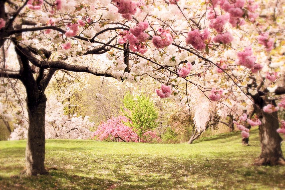 Cherry Hill art print by Jessica Jenney for $57.95 CAD