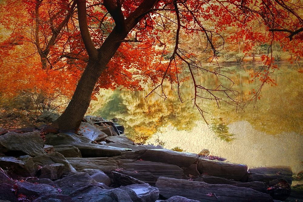 Under the Maple art print by Jessica Jenney for $57.95 CAD