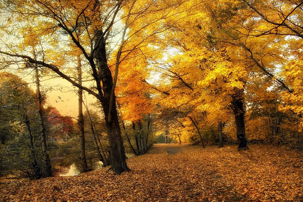 Golden Canopy art print by Jessica Jenney for $57.95 CAD