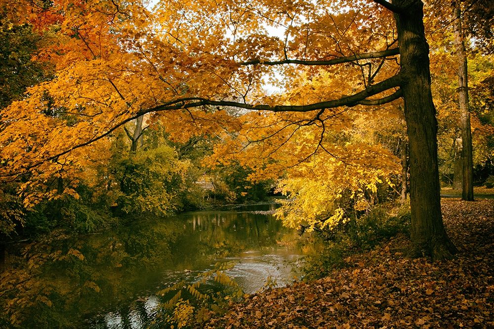 Autumn Gold art print by Jessica Jenney for $57.95 CAD