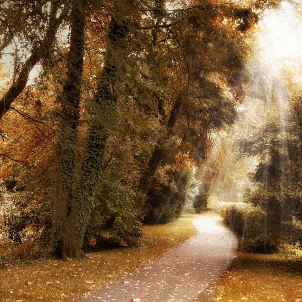 Forest Light art print by Jessica Jenney for $57.95 CAD
