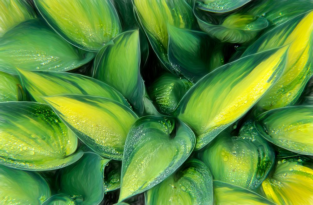 Varigated Plantain Lily art print by Franklin J. Kearney for $57.95 CAD