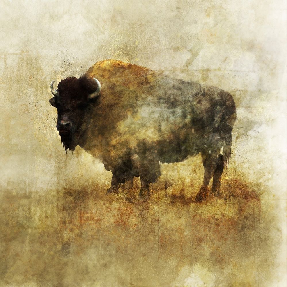 Peaceful Bison II art print by Ken Roko for $57.95 CAD