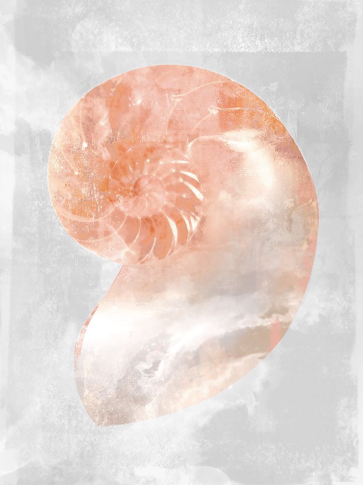 Coral Shell II art print by Ken Roko for $57.95 CAD