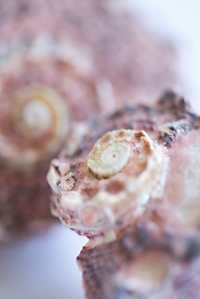 Purple Conch I art print by Karyn Millet for $57.95 CAD