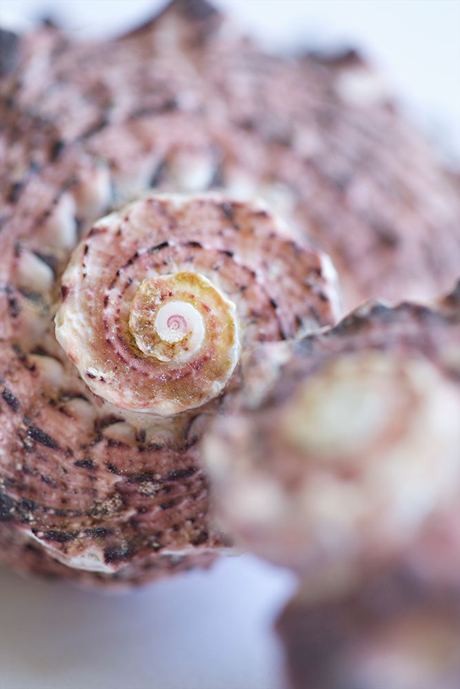 Purple Conch II art print by Karyn Millet for $57.95 CAD