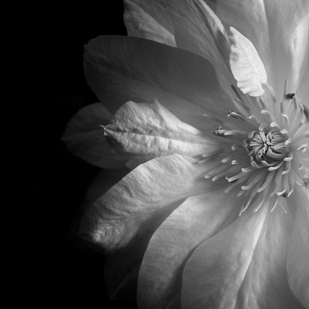 Clematis art print by Dawn LeBlanc for $57.95 CAD