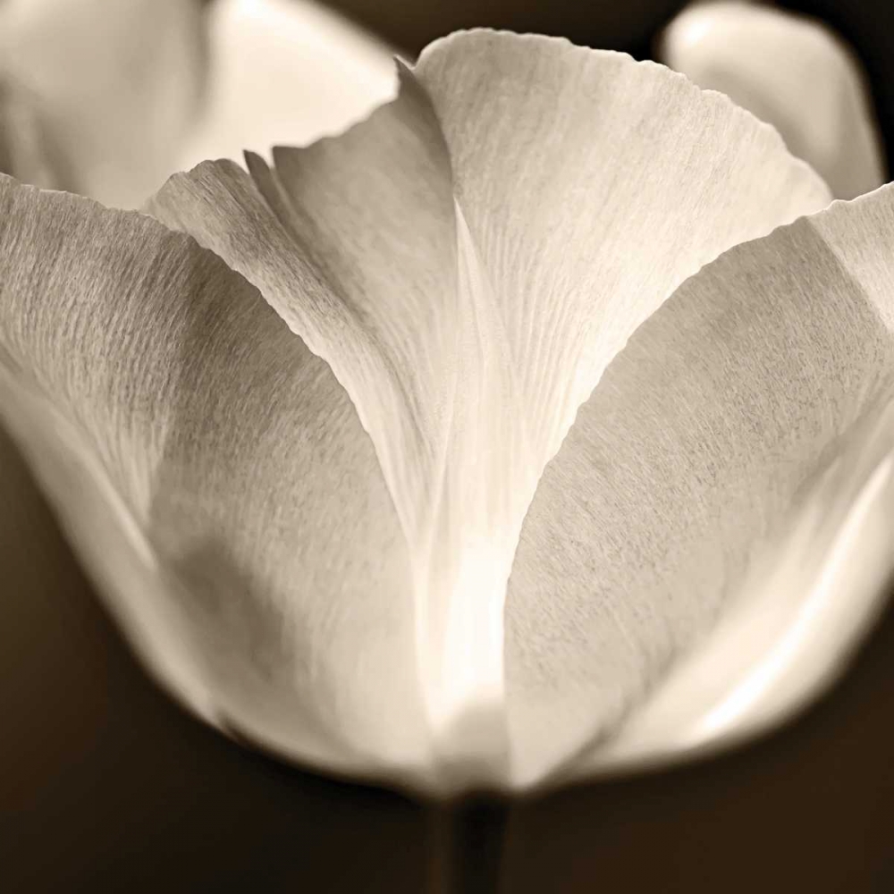 Glow art print by Dawn LeBlanc for $57.95 CAD