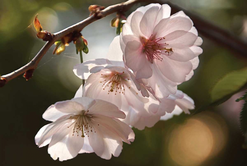 Cherry Blossom Illumination art print by Leda Robertson for $57.95 CAD