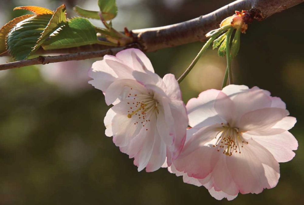 Cherry Blossom Joy art print by Leda Robertson for $57.95 CAD