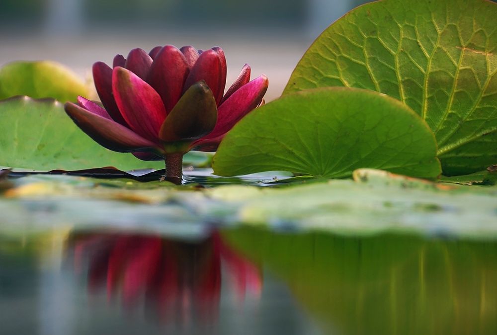 Lily Reflections II art print by Leda Robertson for $57.95 CAD