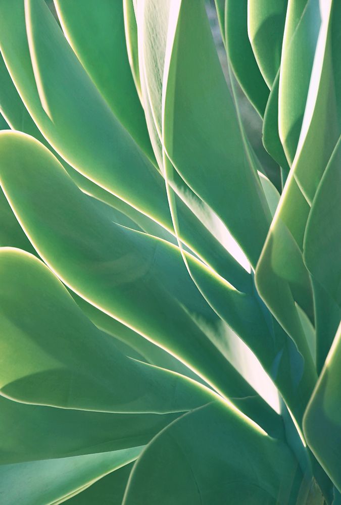 Botanical Light Play art print by Leda Robertson for $57.95 CAD