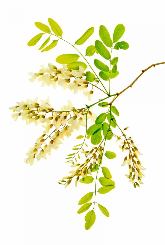 Honey Locusts II art print by Leda Robertson for $57.95 CAD