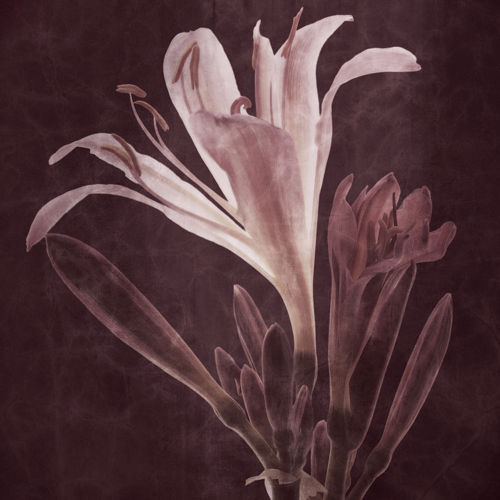 Resurrection Lily art print by Leda Robertson for $57.95 CAD