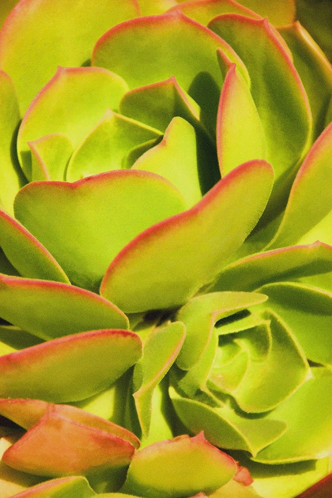 Sweet Succulents I art print by Leda Robertson for $57.95 CAD