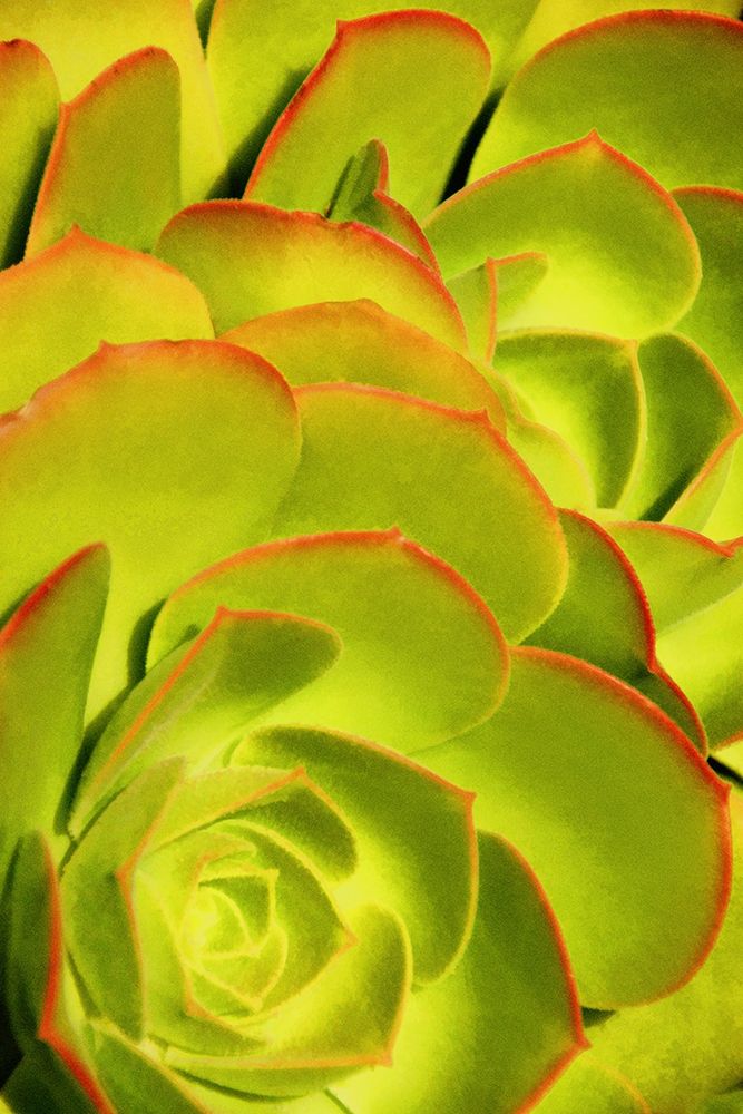 Sweet Succulents II art print by Leda Robertson for $57.95 CAD